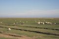 Sheep on Mando Island Royalty Free Stock Photo