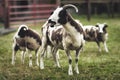 Adult sheep and baby lambs feeding in lush green meadows of Ireland,