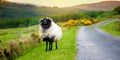 Sheep marked with colorful dye grazing in green pastures. Adult sheep and baby lambs feeding in green meadows of Ireland Royalty Free Stock Photo