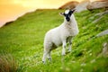 Sheep marked with colorful dye grazing in green pastures. Adult sheep and baby lambs feeding in green meadows of Ireland Royalty Free Stock Photo