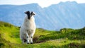 Sheep marked with colorful dye grazing in green pastures. Adult sheep and baby lambs feeding in green meadows of Ireland Royalty Free Stock Photo