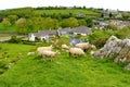 Sheep marked with colorful dye grazing in green pastures. Adult sheep and baby lambs feeding in green meadows of Ireland Royalty Free Stock Photo