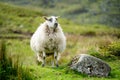 Sheep marked with colorful dye grazing in green pastures. Adult sheep and baby lambs feeding in green meadows of Ireland Royalty Free Stock Photo