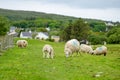 Sheep marked with colorful dye grazing in green pastures. Adult sheep and baby lambs feeding in green meadows of Ireland Royalty Free Stock Photo