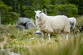 Sheep marked with colorful dye grazing in green pastures. Adult sheep and baby lambs feeding in green meadows of Ireland Royalty Free Stock Photo