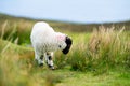 Sheep marked with colorful dye grazing in green pastures. Adult sheep and baby lambs feeding in green meadows of Ireland Royalty Free Stock Photo