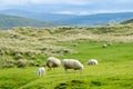 Sheep marked with colorful dye grazing in green pastures. Adult sheep and baby lambs feeding in green meadows of Ireland Royalty Free Stock Photo