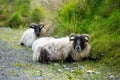 Sheep marked with colorful dye grazing in green pastures. Adult sheep and baby lambs feeding in green meadows of Ireland Royalty Free Stock Photo