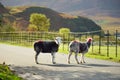 Sheep marked with colorful dye grazing by the roadside. Adult sheep and baby lambs feeding in lush green pastures of England Royalty Free Stock Photo