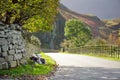 Sheep marked with colorful dye grazing by the roadside. Adult sheep and baby lambs feeding in lush pastures of England Royalty Free Stock Photo