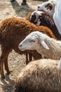 Sheep at the market in Debark