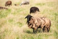 Sheep with matted wool graze Royalty Free Stock Photo