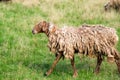 Fashionable long-legged sheep Royalty Free Stock Photo