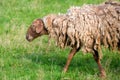 Sheep with matted wool Royalty Free Stock Photo