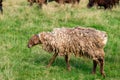 Sheep with long-unshorn wool Royalty Free Stock Photo