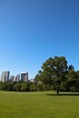 Sheep Meadow Royalty Free Stock Photo