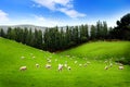 Sheep on meadow Royalty Free Stock Photo