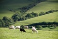 Sheep on the meadow