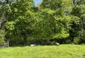 Sheep in a meadow in, Cononley, Keighley, UK