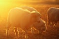 Sheep on meadow at dawn Royalty Free Stock Photo