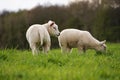 Sheep in the meadow doing nature maintenance by grazing grass. Spring with lambs. Meat for dishes. Royalty Free Stock Photo