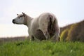 Sheep in the meadow doing nature maintenance by grazing grass. Spring with lambs. Shoarma and kebab for carnivores.