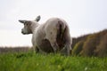 Sheep in the meadow doing nature maintenance by grazing grass. Spring with lambs. Meat for dishes. Royalty Free Stock Photo