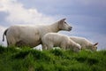 Sheep in the meadow doing nature maintenance by grazing grass. Spring with lambs. Royalty Free Stock Photo