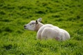 Sheep in the meadow doing nature maintenance by grazing grass. Spring with lambs. Shoarma and kebab for carnivores.