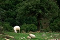 Sheep at grassy mountain meadow Royalty Free Stock Photo