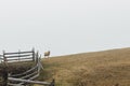 Sheep on the meadow by the fence in foggy morning Royalty Free Stock Photo