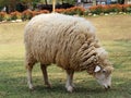 Sheep in a meadow on green grass.Sheep eating in field, long wool hair sheep in meadow eating grass in grassland farm.Sheep in a p