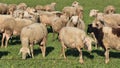 sheep meadow green grass sunny day greece Royalty Free Stock Photo