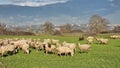 sheep meadow green grass sunny day greece Royalty Free Stock Photo