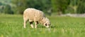 Sheep in a meadow in the mountains