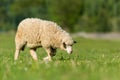 Sheep in a meadow in the mountains