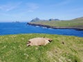 Sheep on meadow in Westman Island, Heimaey, Iceland. Royalty Free Stock Photo
