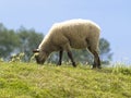 Sheep in meadows