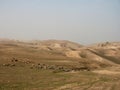 Sheep herd in the mountains of Northern Irag