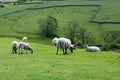 Sheep, Meadows and Old Stone Walls near Malham Cove, Malhamdale, Yorkshire Dales, England, UK Royalty Free Stock Photo