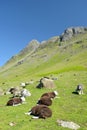 Sheep in Mickleden valley beneath Langdale Pikes, Lake District Royalty Free Stock Photo