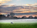 Sheep in the mist - Sunset Royalty Free Stock Photo