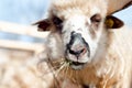 A sheep within a mob eating some grass Royalty Free Stock Photo