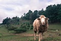 Sheep within a mob in the mountain while eating grass Royalty Free Stock Photo