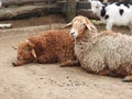 Sheep within a mob turn to check out the photographer Royalty Free Stock Photo