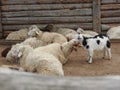 Sheep within a mob turn to check out the photographer Royalty Free Stock Photo