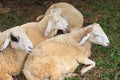 Sheep within a mob turn to check out the photographer Royalty Free Stock Photo