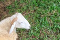 Sheep within a mob turn to check out the photographer Royalty Free Stock Photo