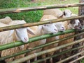 Sheep within a mob turn to check out the photographer Royalty Free Stock Photo