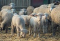 Sheep within a mob turn to check out the photographer . Royalty Free Stock Photo